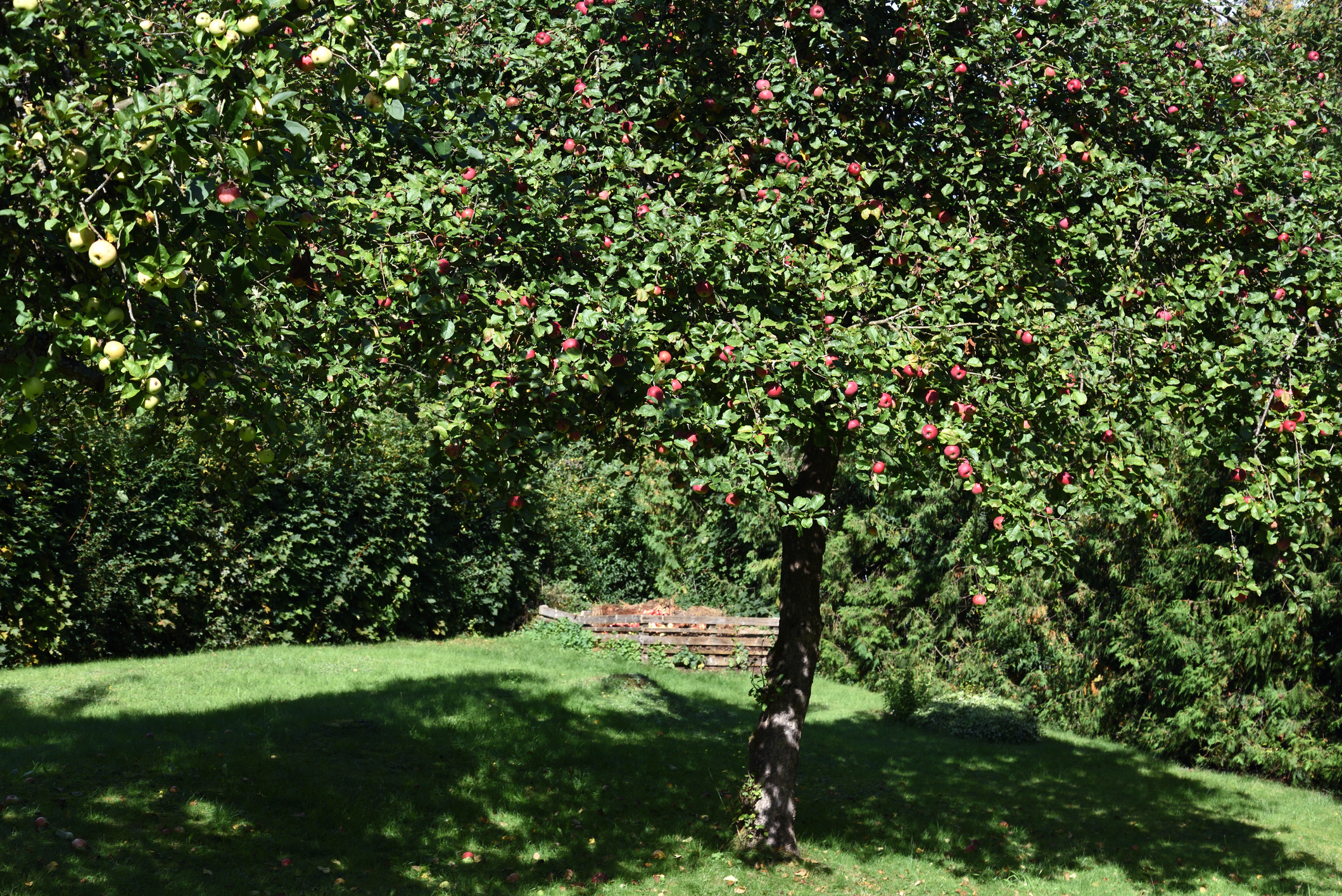Apfelbaum schneiden Obstbaumschnitt Baumpflege Bamberg